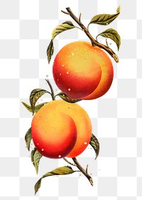 Peach png sticker, vintage fruit illustration, transparent background