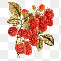 Raspberry png sticker, vintage fruit illustration, transparent background