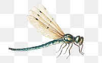 Dragonfly png vintage sticker, remixed from artworks by Jan van Kessel