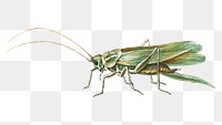 Grasshopper png vintage sticker, remixed from artworks by Jan van Kessel