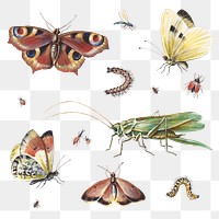 Insect png set with butterflies and grasshopper illustration set, remixed from artworks by Jan van Kessel