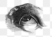 Human eye monochrome design element