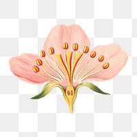 Vintage rose flower part botanical png illustration, remix from artworks by L. Prang & Co.