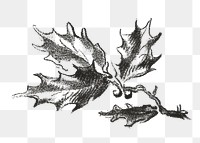 Vintage tree parts botanical png illustration, remix from artworks by Gilles Demarteau