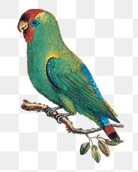 Parrot png sticker, vintage bird, remixed from the artworks by George Edwards