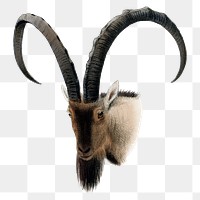 Wild goat png sticker, vintage animal drawing, transparent background