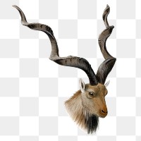 Vintage markhor png sticker, animal illustration, transparent background