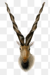 Vintage markhor png sticker, animal illustration, transparent background