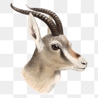 Vintage gazelle png sticker, animal illustration, transparent background