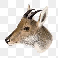 Goral png sticker, vintage wildlife illustration on transparent background