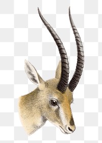 Gazelle png sticker, vintage animal drawing, transparent background