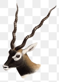 Blackbuck png sticker, vintage animal drawing, transparent background