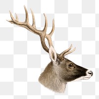 Deer png sticker, vintage animal drawing, transparent background