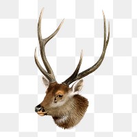 Sambar deer png sticker, vintage wildlife illustration on transparent background