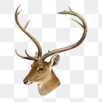 Deer png sticker, vintage wildlife illustration on transparent background