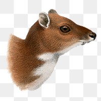 Chevrotain png sticker, vintage animal drawing, transparent background