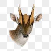 Muntjac png sticker, vintage wildlife illustration on transparent background