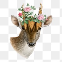 Vintage muntjac png sticker, animal & flower illustration, transparent background  