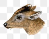 Deer png sticker, vintage animal drawing, transparent background