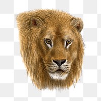 Vintage lion png sticker, animal illustration, transparent background