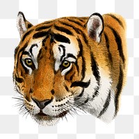 Tiger png sticker, vintage animal drawing, transparent background