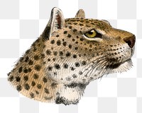 Leopard png sticker, vintage wildlife illustration on transparent background