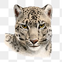 Leopard png sticker, vintage wildlife illustration on transparent background