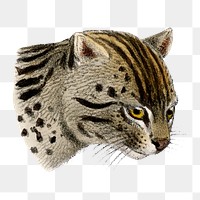 Fishing cat png sticker, vintage wildlife illustration on transparent background