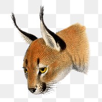 Caracal png sticker, vintage wildlife illustration on transparent background