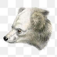 White bear png sticker, vintage wildlife illustration on transparent background