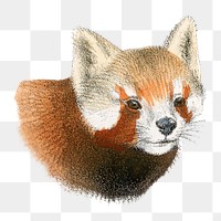 Red panda png sticker, vintage animal drawing, transparent background