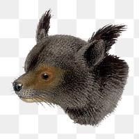 Vintage bearcat png sticker, animal illustration, transparent background