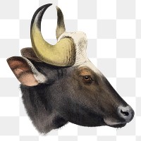 Gaur png sticker, vintage animal drawing, transparent background