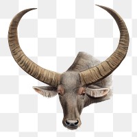 Vintage buffalo png sticker, animal illustration, transparent background