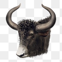 Yak png sticker, vintage animal drawing, transparent background