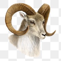 Urial png sticker, vintage animal drawing, transparent background