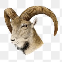 Wild goat png sticker, vintage wildlife illustration on transparent background