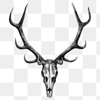 Vintage stag skull png sticker, safari animal illustration on transparent background