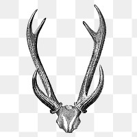Deer skull png sticker, vintage safari animal illustration on transparent background