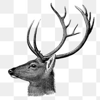 Vintage deer png sticker, animal illustration, transparent background