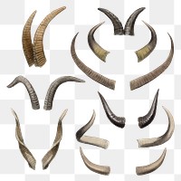 Vintage animal horns png sticker, | Premium PNG - rawpixel