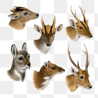 Safari animal png sticker, vintage drawing, transparent background set  