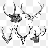 Vintage animal skull png sticker, illustration on transparent background set  