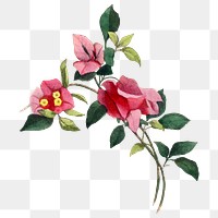 Bougainvillea flower png sticker, painting on transparent background