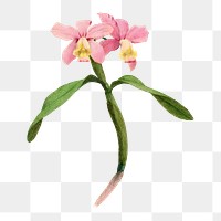 Cattleya orchids png sticker, painting on transparent background