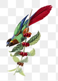 Parrot png sticker, vintage painting on transparent background