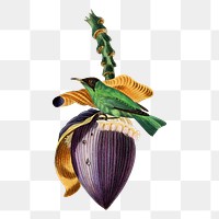 Banana flower png sticker, tropical fruit painting on transparent background