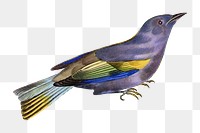 Purple bird png sticker, vintage painting on transparent background