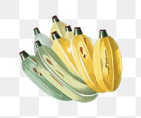 Banana png sticker, tropical fruit painting on transparent background