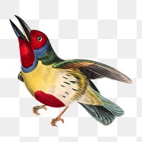 Barbet bird png sticker, vintage painting on transparent background
